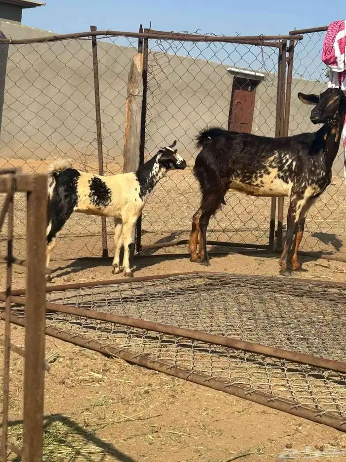 ماعز بيشي 0