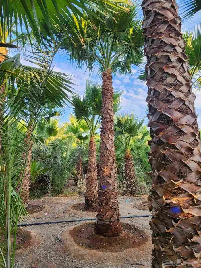 نخل وشنطني وعربي وبرحي وسكري بلدي 9