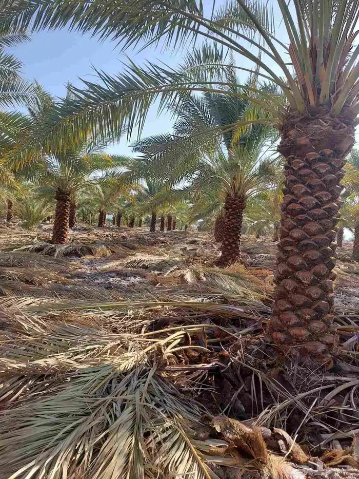 يتوفر لدينا جميع أنواع النخيل 4