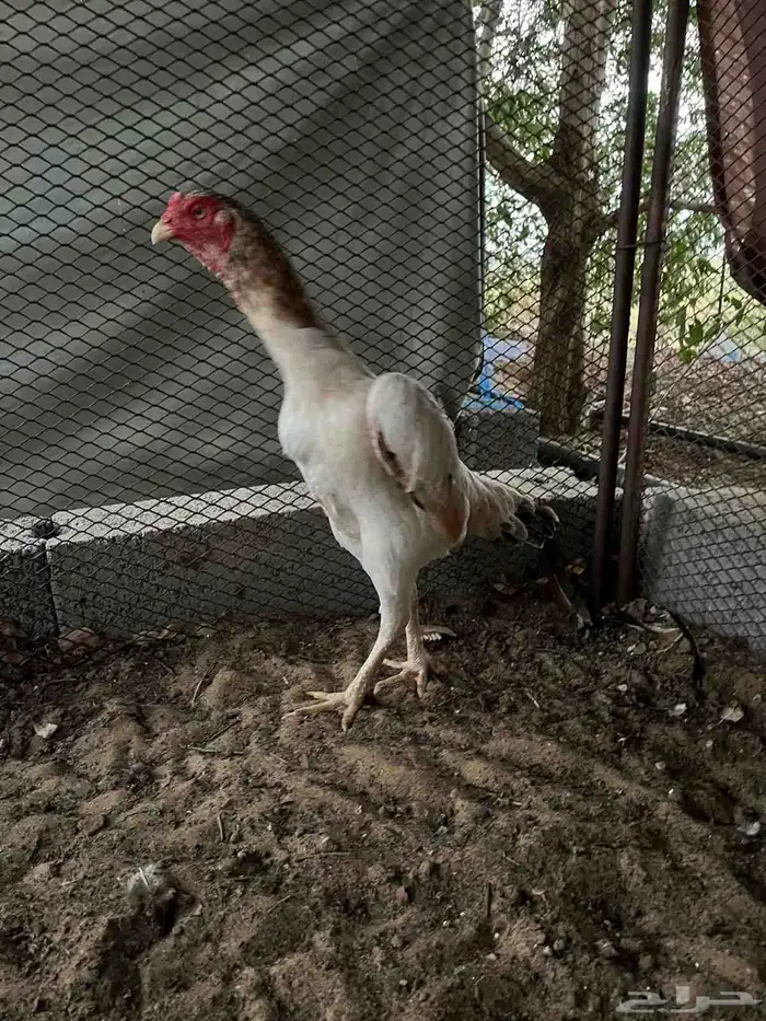 دجاجه شامو 5