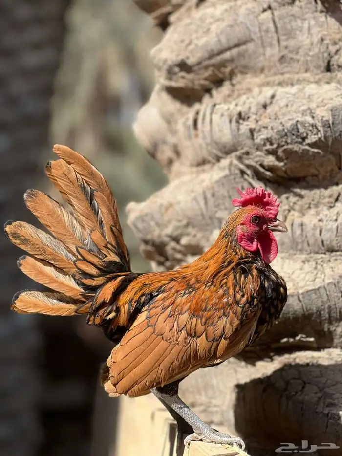 ديك سبرايت نحاسي 0