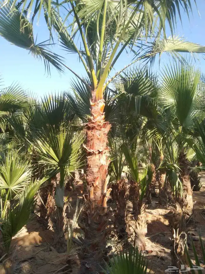 نخل وشنطني درجه اولا 3