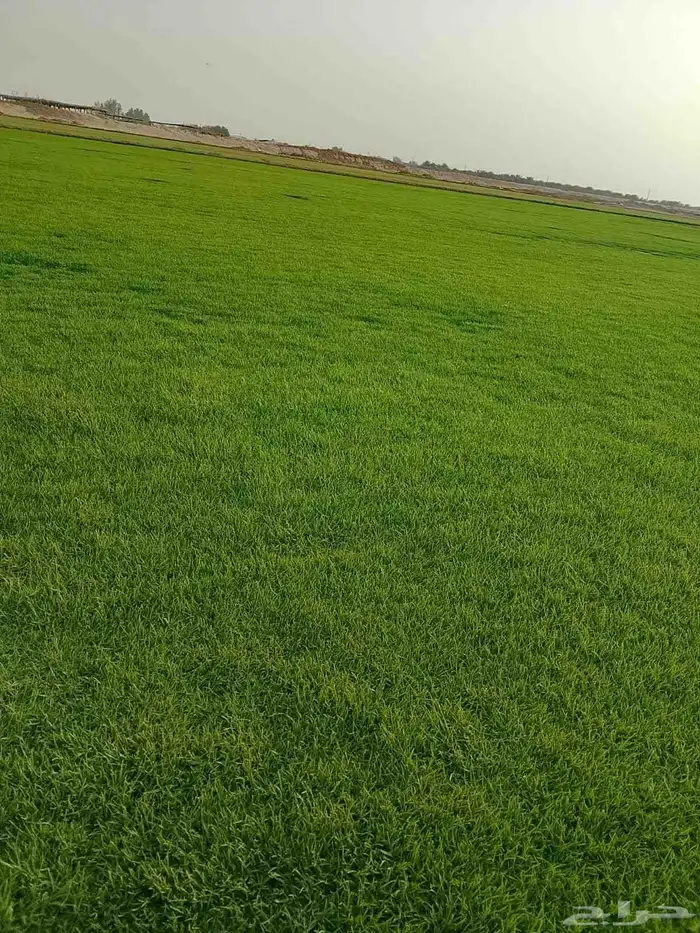 نجيله طبيعي 2