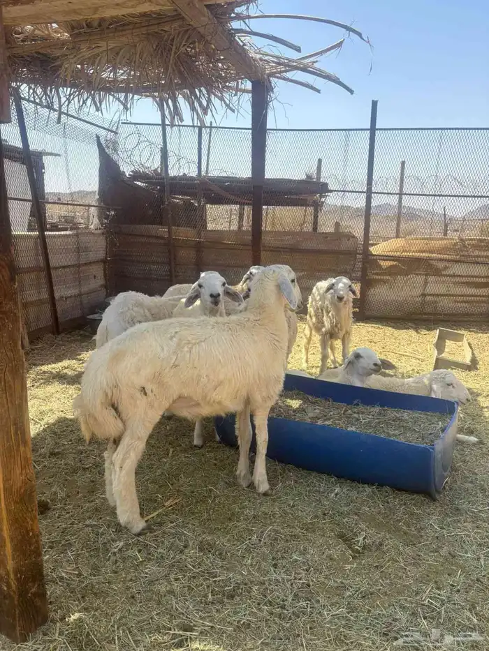 للبيع طليان جبره 1