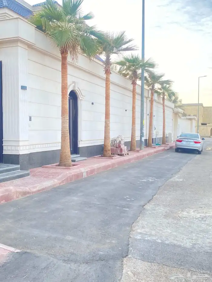 فسايل نخيل  واشنطني الرياض الخوطة الخرج الجنادىية القصيم 0