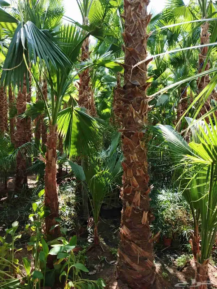 توريد جميع انواع النخيل 0