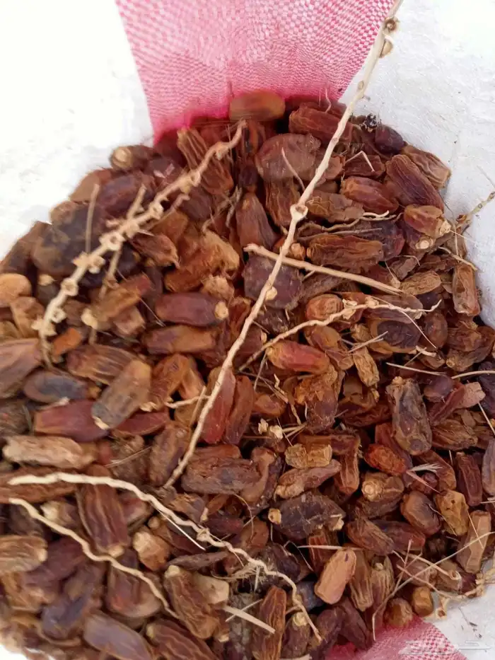 تمر علف اغنام والجمل وبقر موجود في رهاط 7
