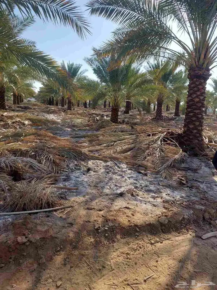 يتوفر لدينا جميع أنواع النخيل 3