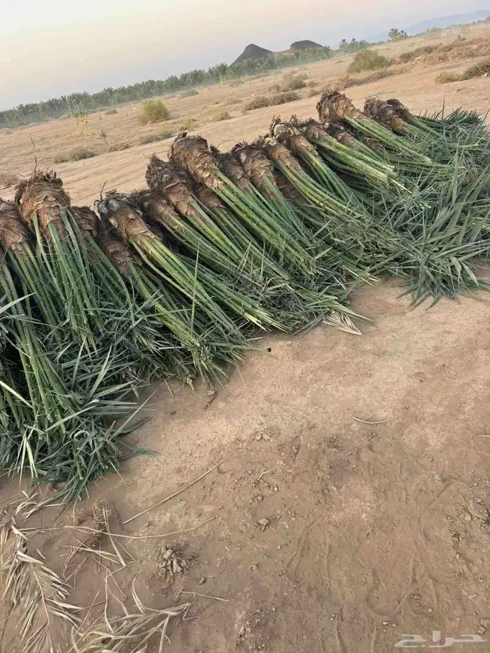 يوجد لدينا جميع انواع النخيل المثمره وجميع المقاسات المختلفة 8