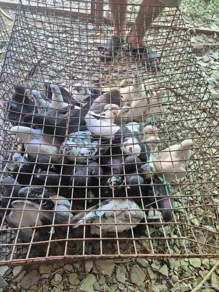 حمام عماير 0