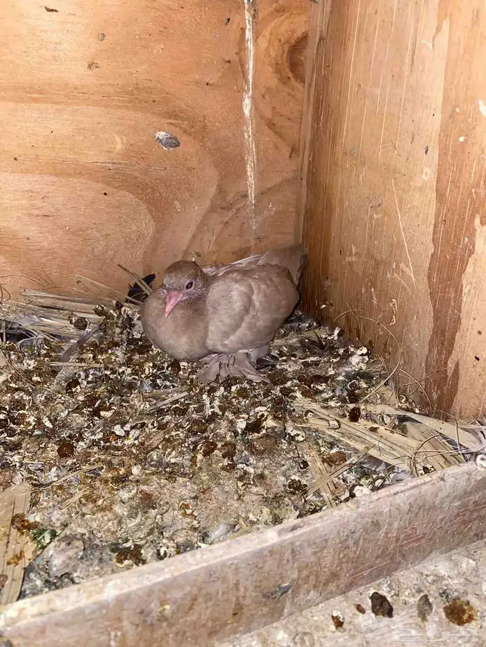 السلام عليكم اعرض لكم جوز حمام صنعاني ثاني انتاج له 2