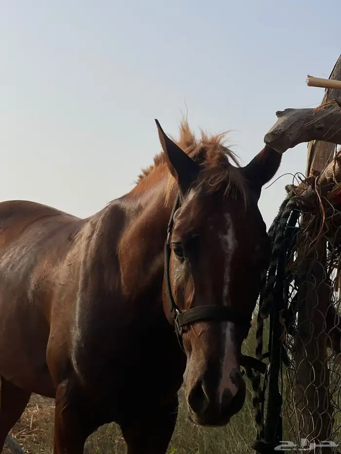 حصان للبيع 1