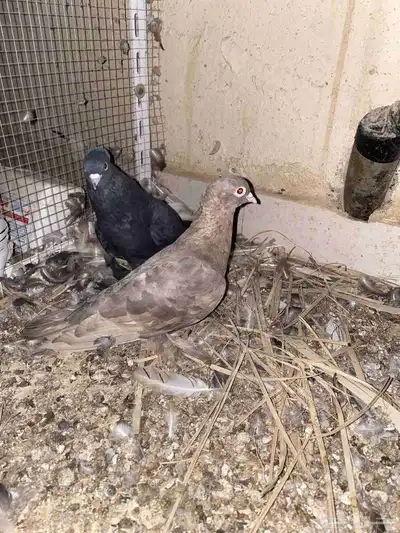 السلام عليكم اعرض لكم جوز حمام صنعاني ثاني انتاج له index