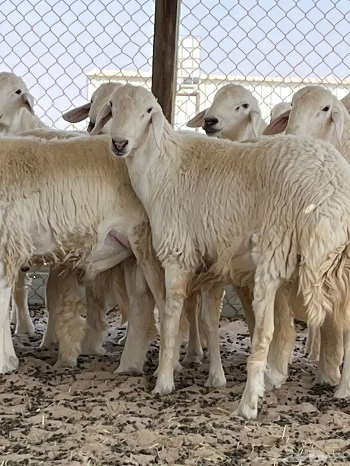 غنم حري نعيمي تيوس 1