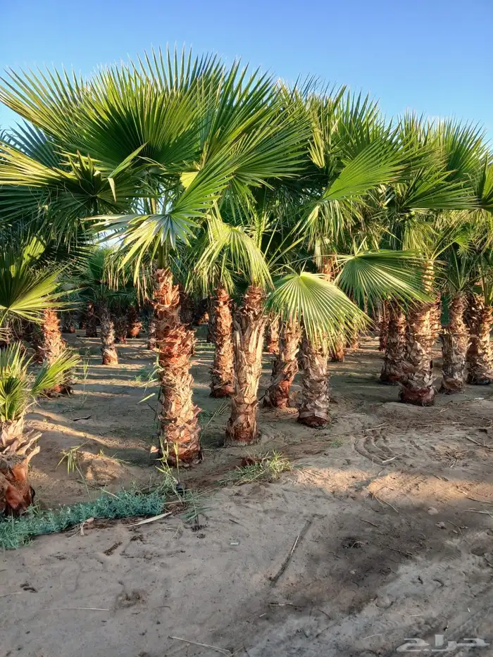 تنسيق الحدائق المنزلية 18