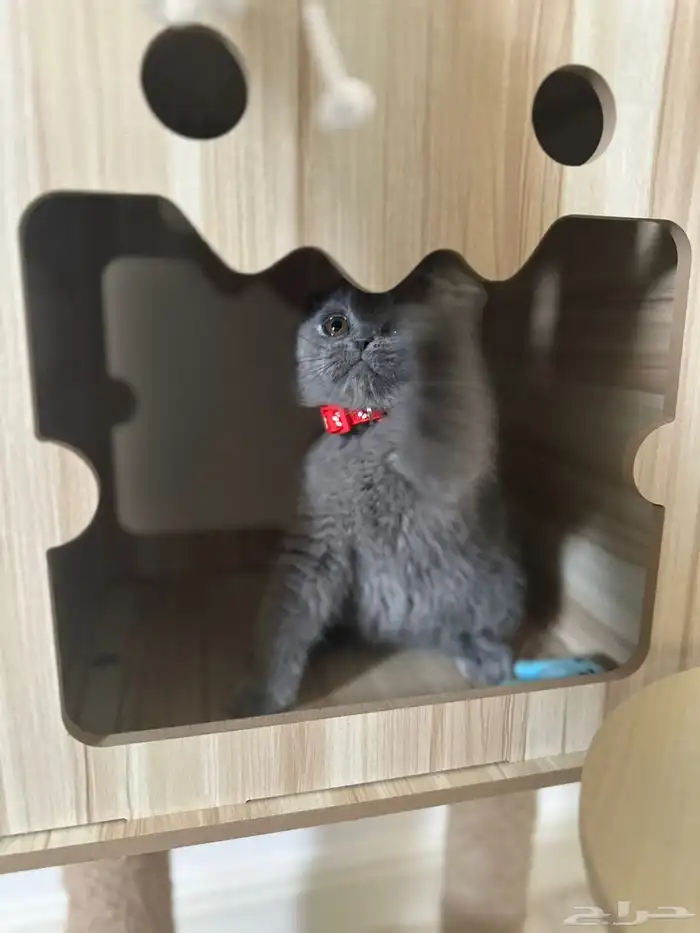 انثى سكوتش تربل فولد بلو 1