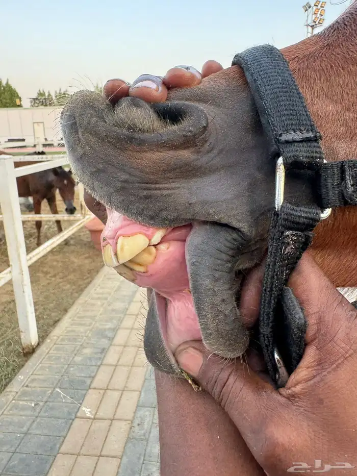 مهر جمال 8