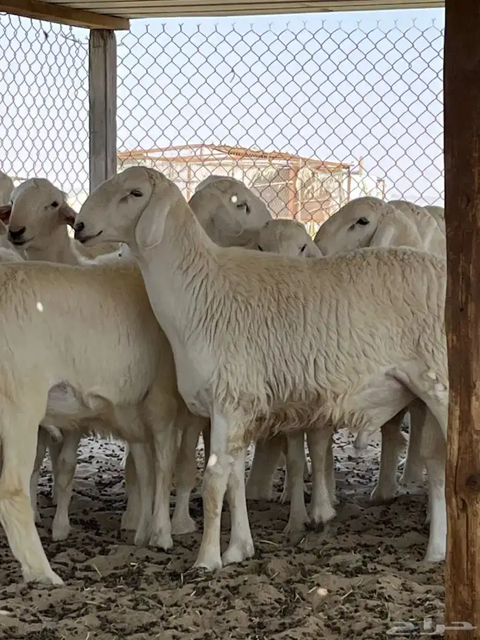 غنم حري نعيمي تيوس 3