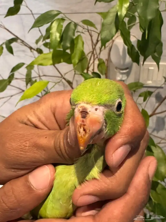 ببغاء درة الهندي 0
