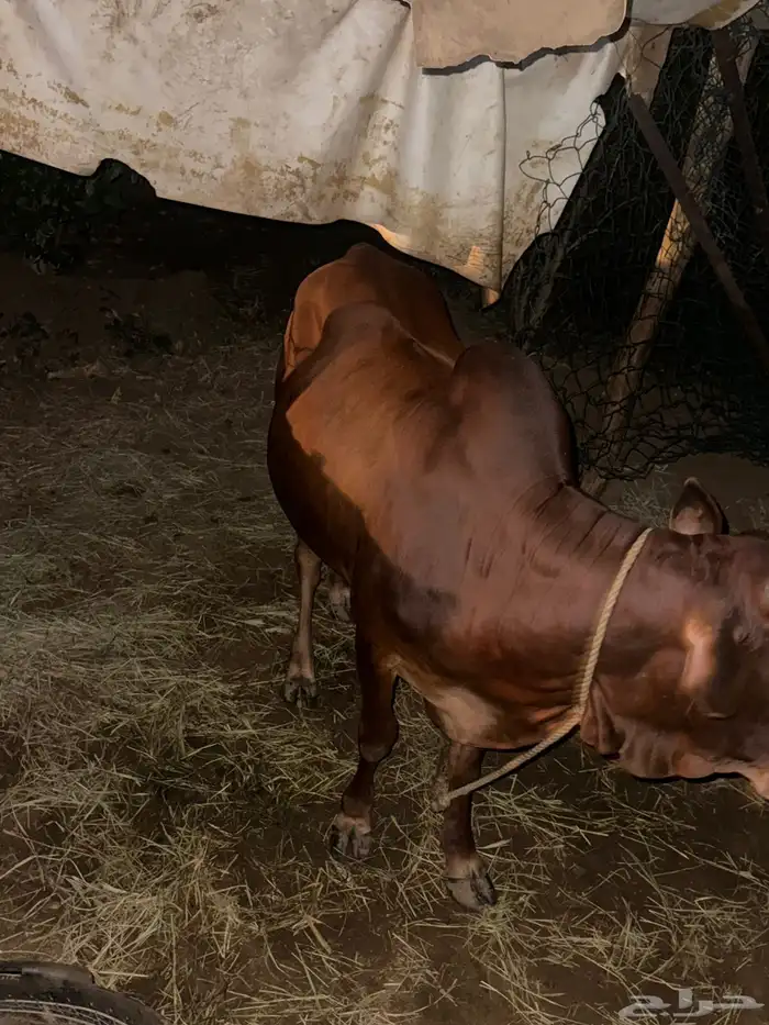 قعدان وعجل 4