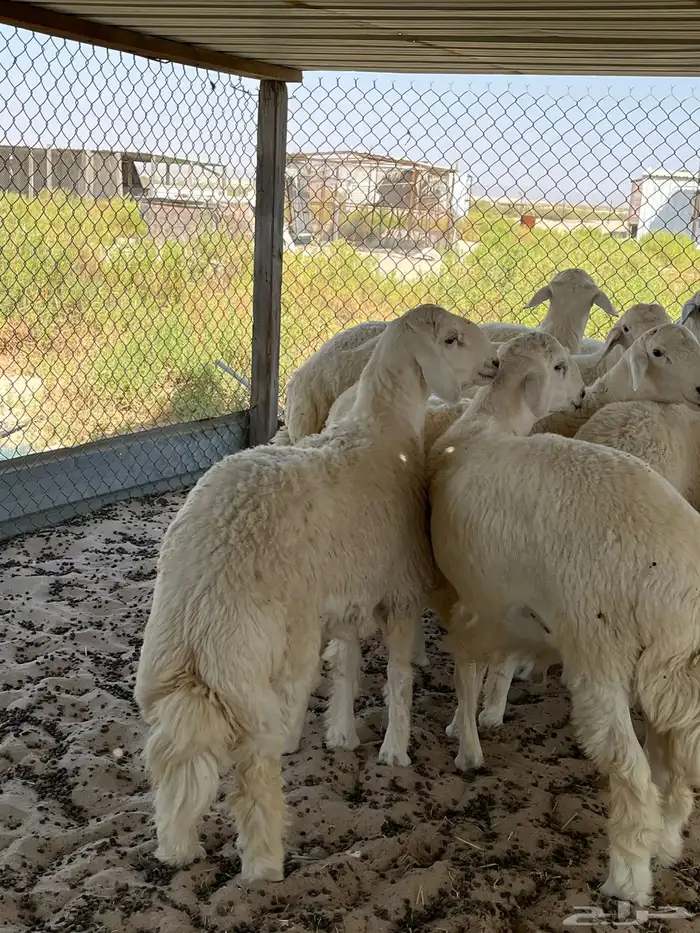 غنم حري نعيمي تيوس 2