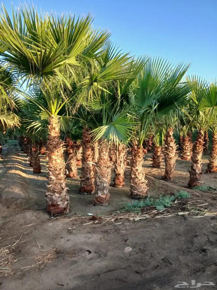 تنسيق الحدائق المنزلية 17