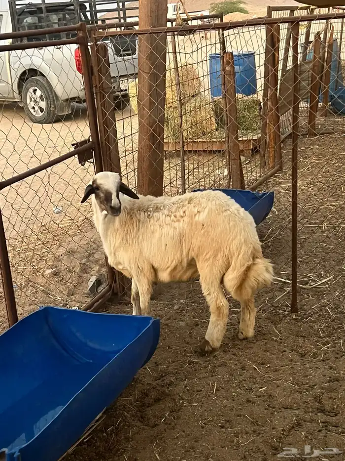 طلي خمس شهور ((تم البيع )) 0