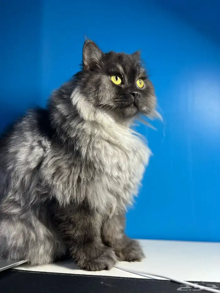 قط شيرازي للتبني 1