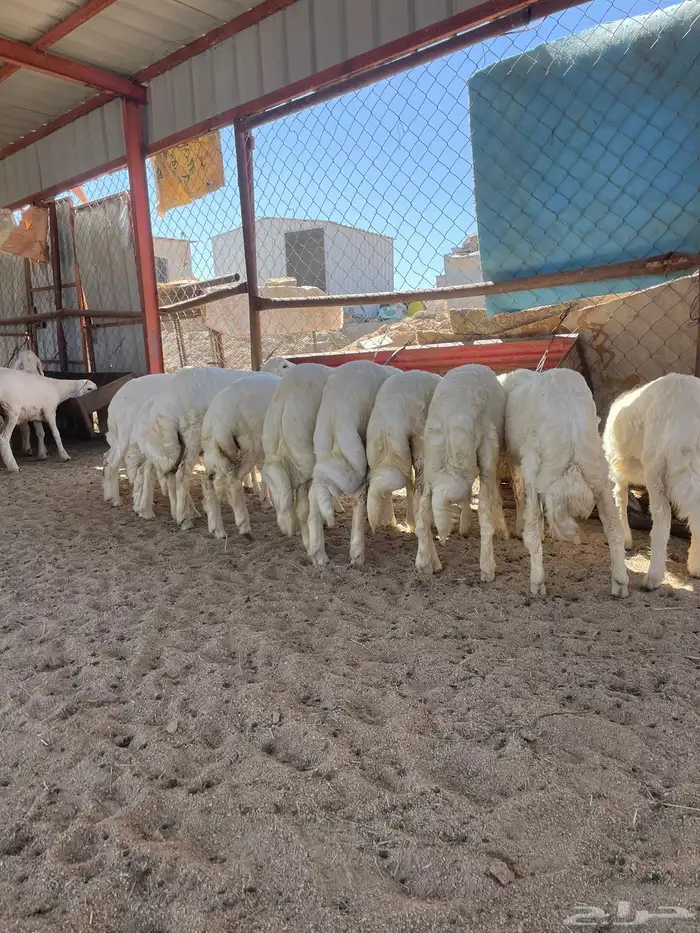 بهم كفو كفو و شرط 3