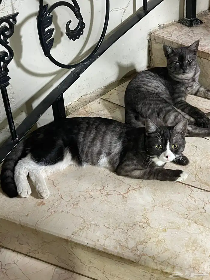 قط ذكر عمره 10 شهور 1