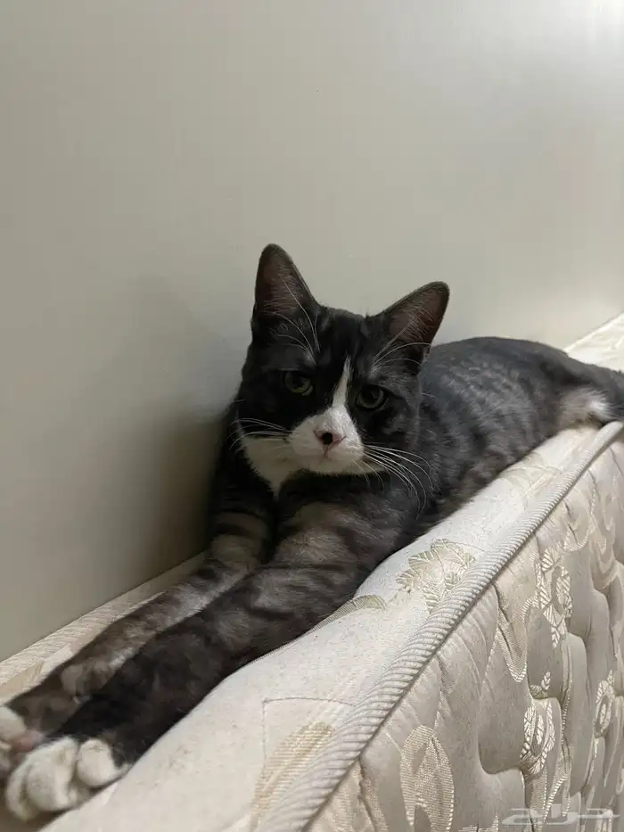 قط ذكر عمره 10 شهور 0