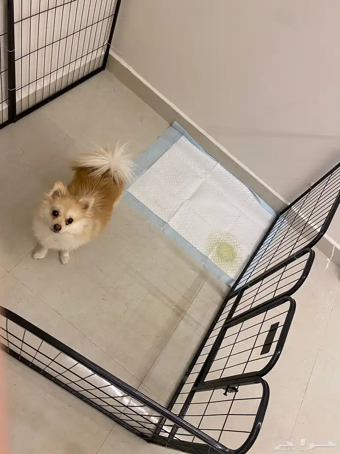 كلبه بومرينيان 3