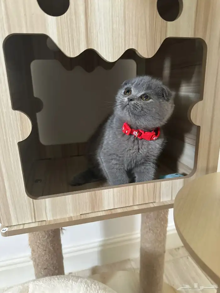 انثى سكوتش تربل فولد بلو 0