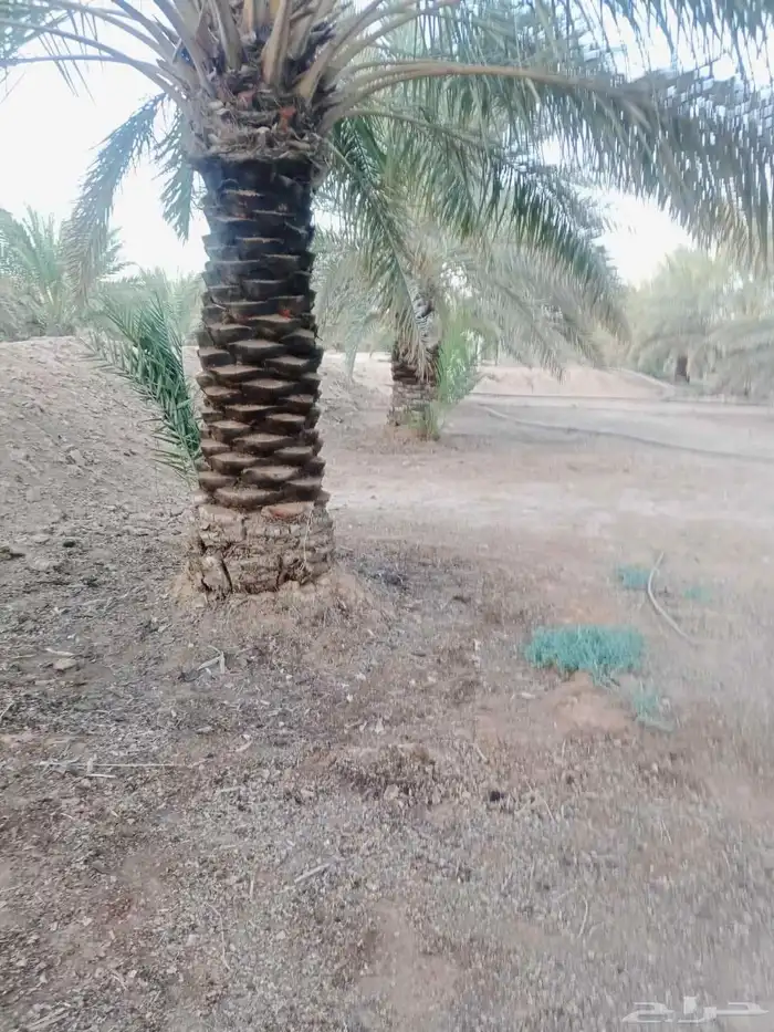 اعمال النخيل 1