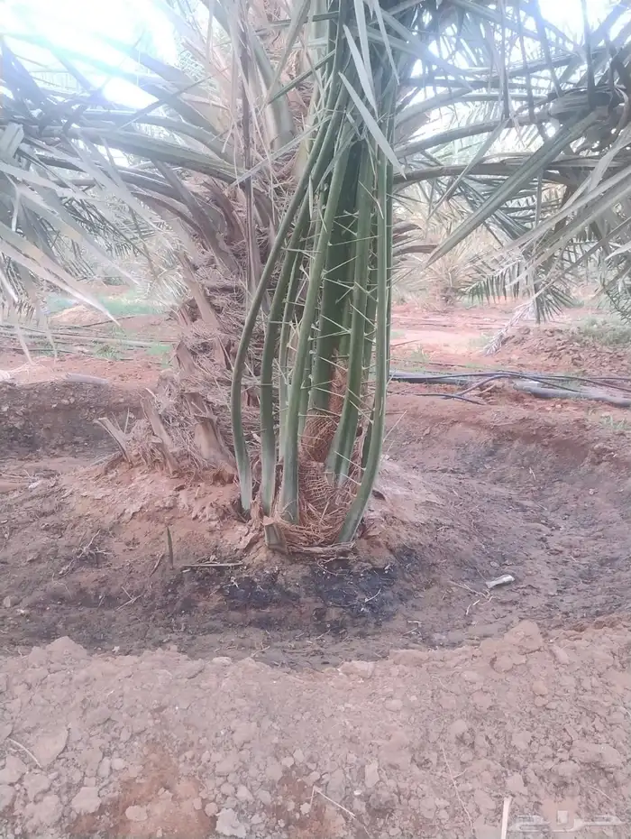 فراخة نخل خلاص 8