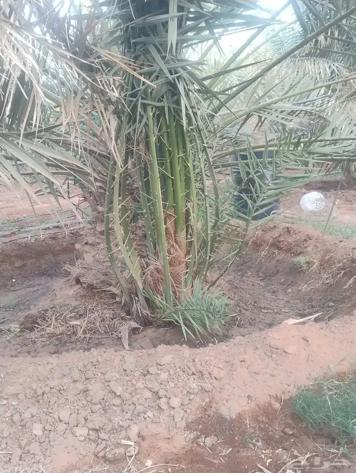 فراخة نخل خلاص 7