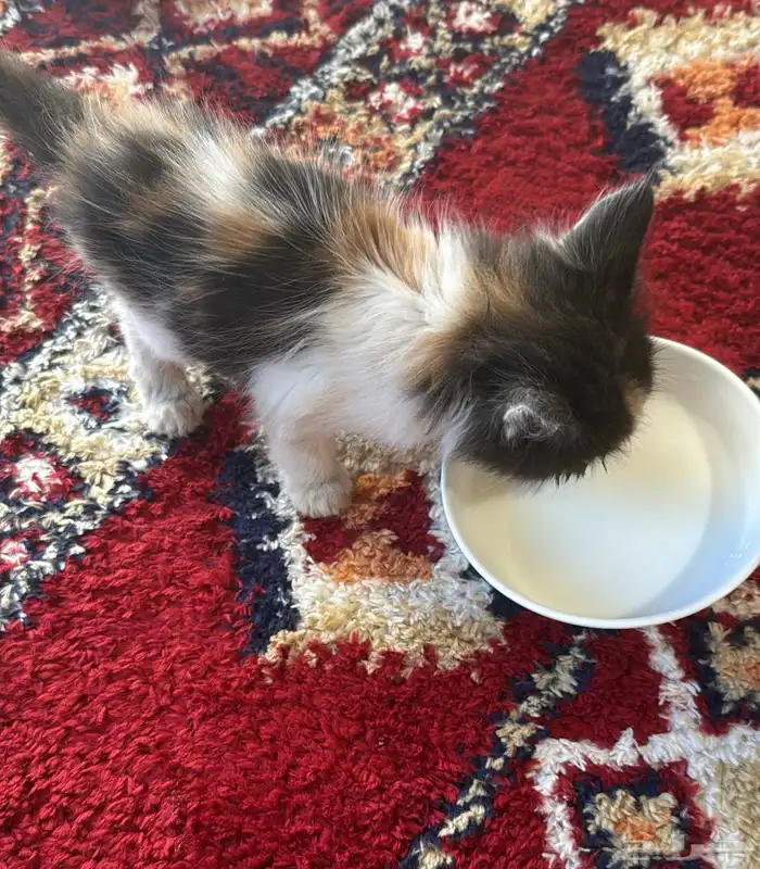 قطه للتبني 0