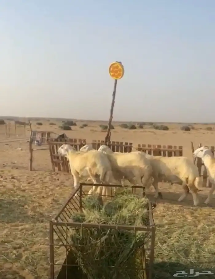 طليان جبره يوجد ذبح وتوصيل 2