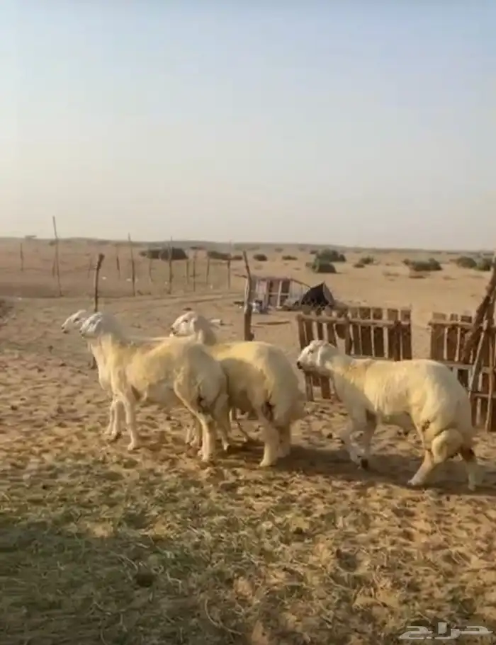 طليان جبره يوجد ذبح وتوصيل 1