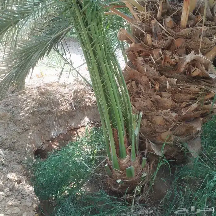 السلام عليكم ورحمه الله عندنا جميع انواع النخيل وجميع المقاس 8