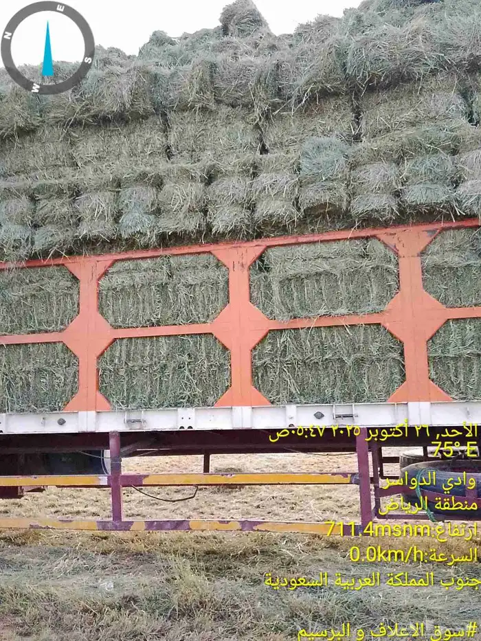 رودس صافي حبه كبيره من شركه المتحدة للاعلاف في وادي الدواسر 2