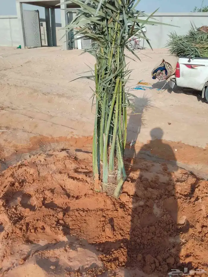 نخل القصيم نخلوطيب ومثمر على 8