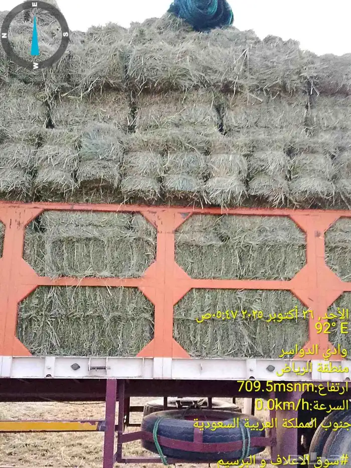 رودس صافي حبه كبيره من شركه المتحدة للاعلاف في وادي الدواسر 0