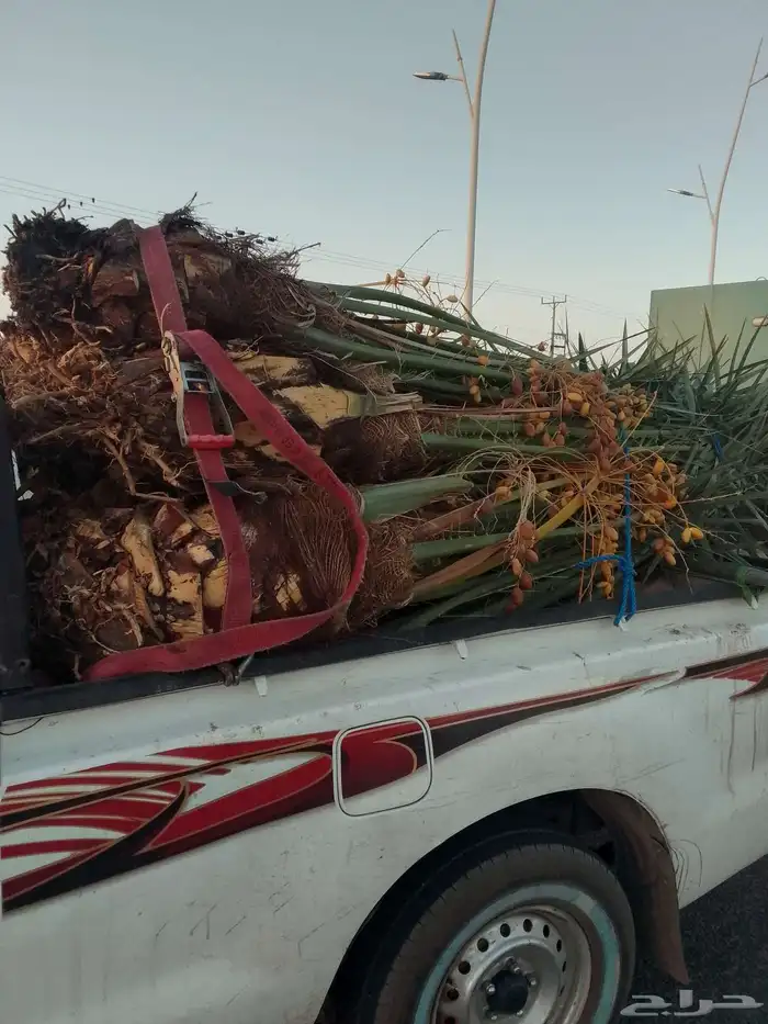 الدمام الشرقيه 7