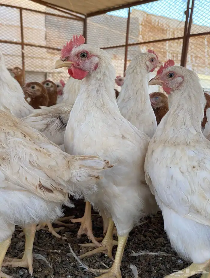 دجاج لوهمان براون الماني دم صافي 4