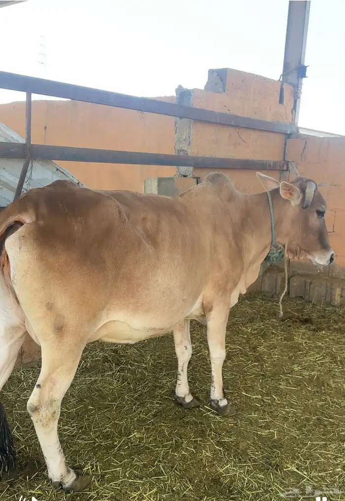 بقره القحه 0