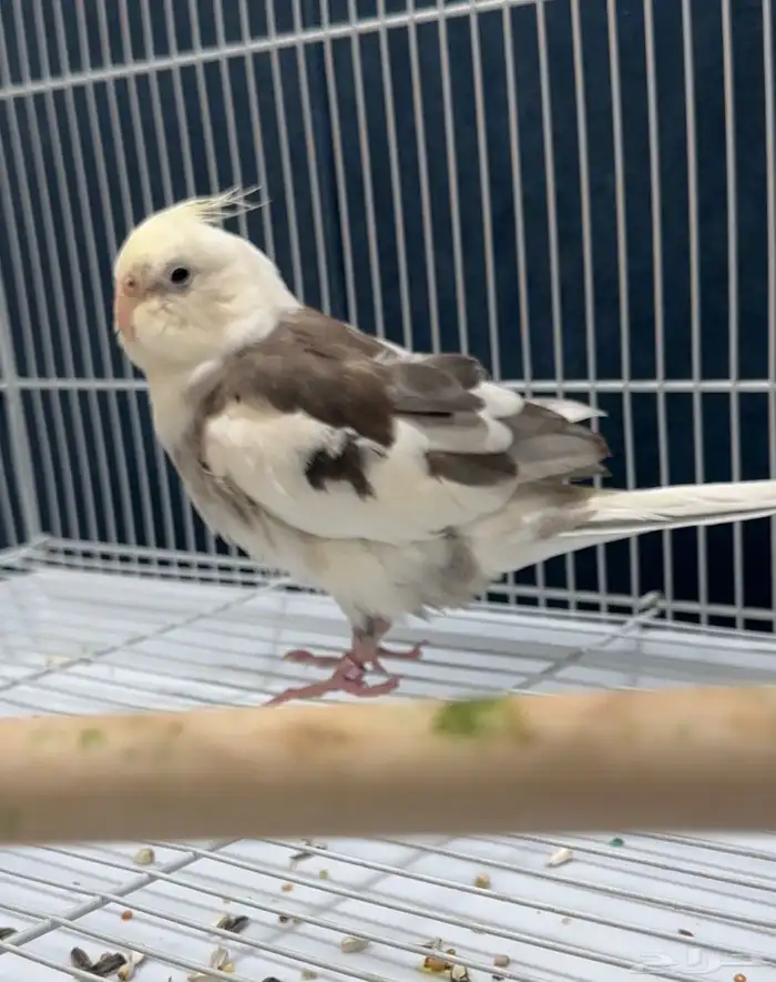 جوز كروان اليف 0