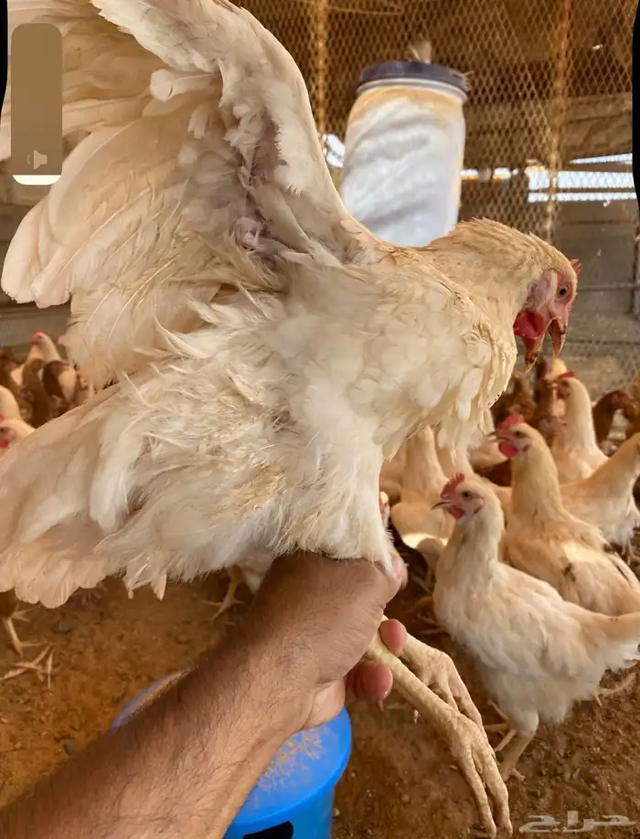 دجاج لوهمان براون الماني دم صافي 3