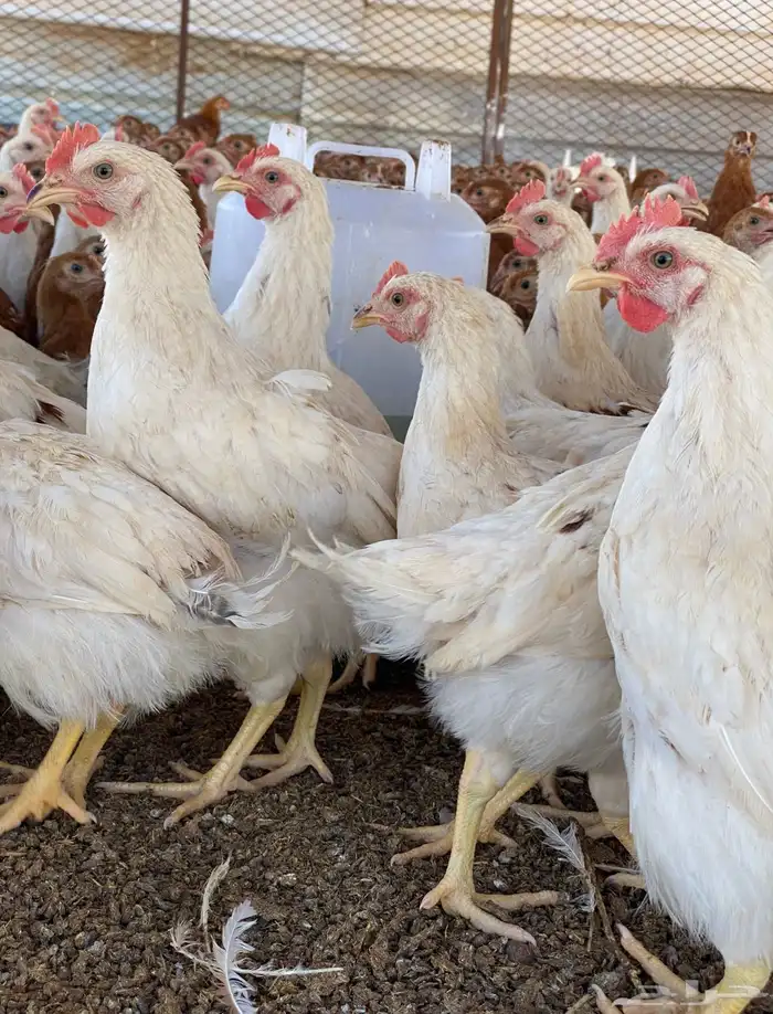 دجاج لوهمان براون الماني دم صافي 6