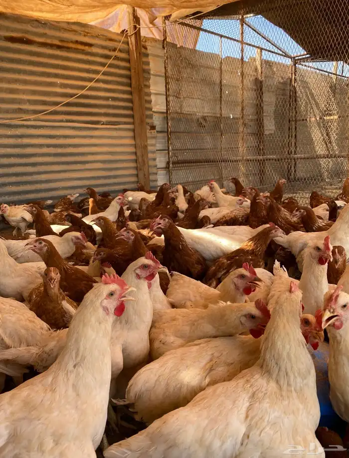 دجاج لوهمان براون الماني دم صافي 2